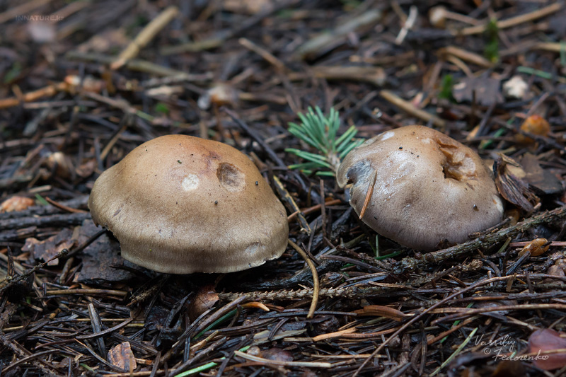cortinarius-01_2.jpg