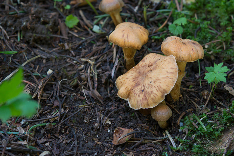 cortinarius-01_3.jpg