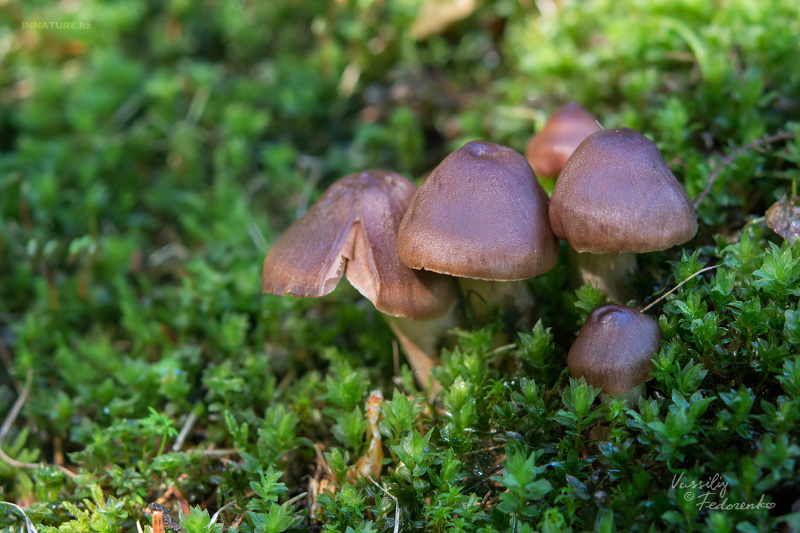 cortinarius-01_4.jpg