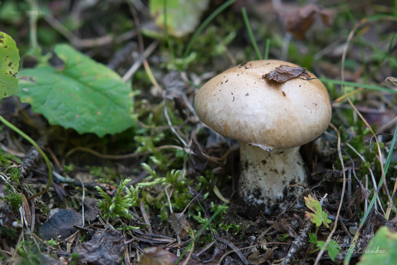 cortinarius-01_8.jpg