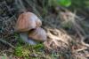 cortinarius-01_t1_5.jpg