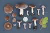 cortinarius-01_t1_9.jpg