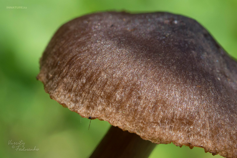 cortinarius-02_1.jpg