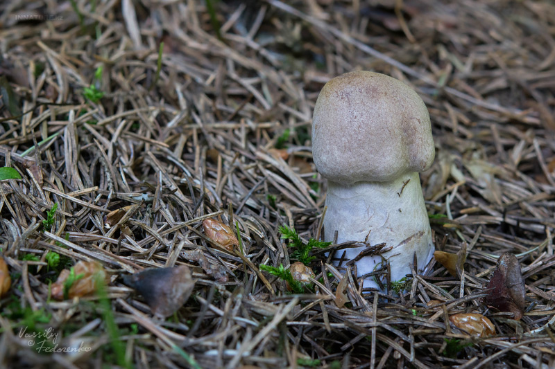 cortinarius-02_3.jpg