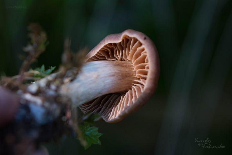 cortinarius-02_4.jpg
