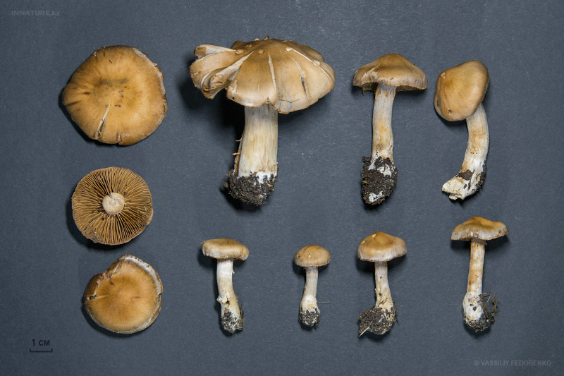cortinarius-02_9.jpg