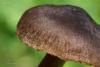cortinarius-02_t1_1.jpg