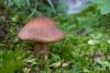 cortinarius-02_t1_5.jpg