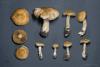 cortinarius-02_t1_9.jpg