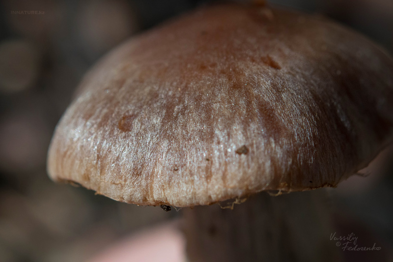 cortinarius-03.jpg
