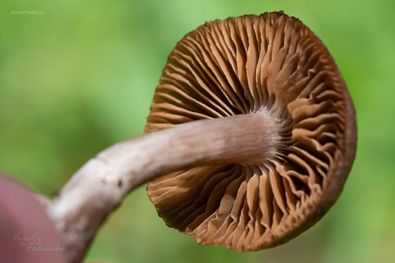 cortinarius-03_1.jpg