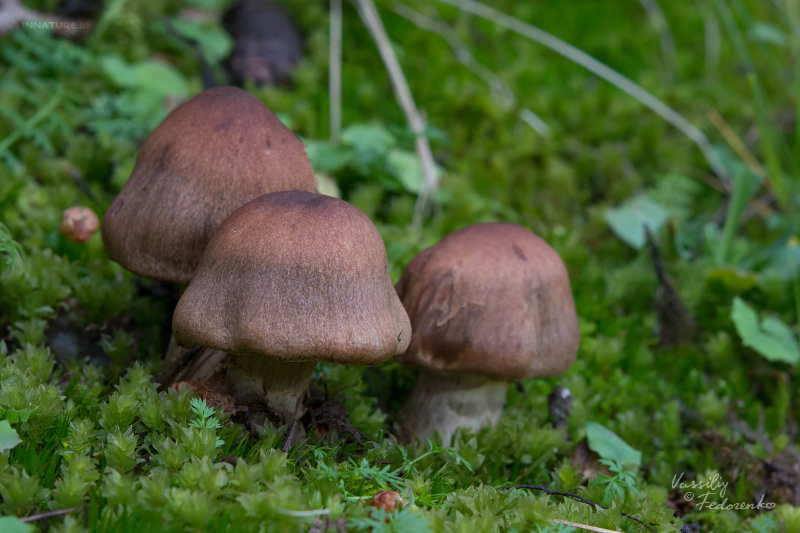 cortinarius-03_5.jpg