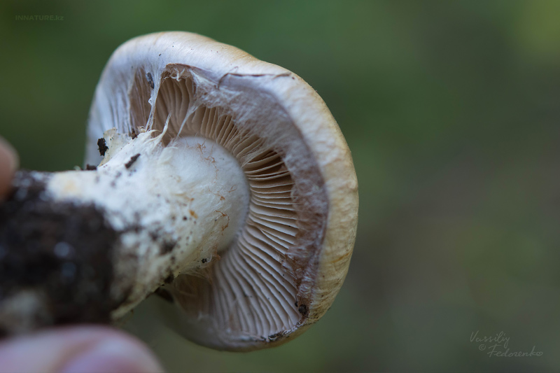 cortinarius-03_8.jpg