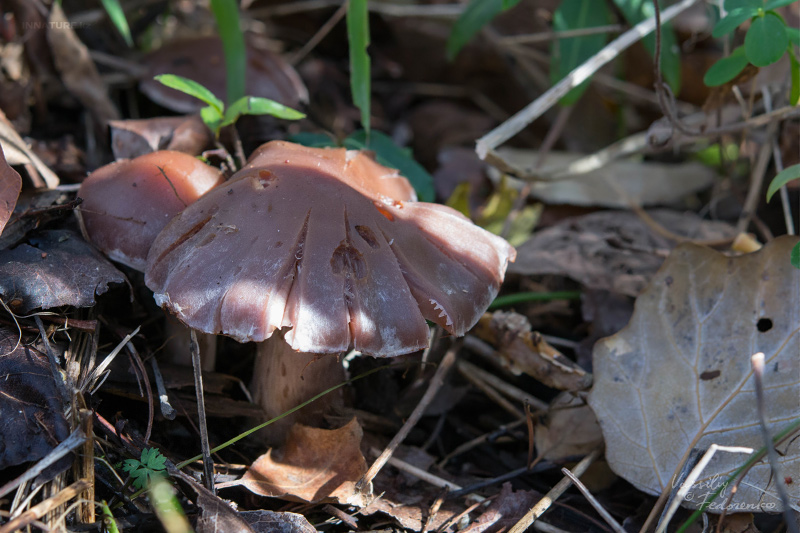 cortinarius-03_9.jpg