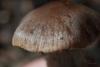 cortinarius-03_t1.jpg