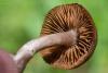 cortinarius-03_t1_1.jpg
