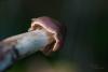 cortinarius-03_t1_4.jpg