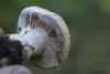 cortinarius-03_t1_8.jpg