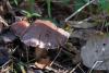 cortinarius-03_t1_9.jpg