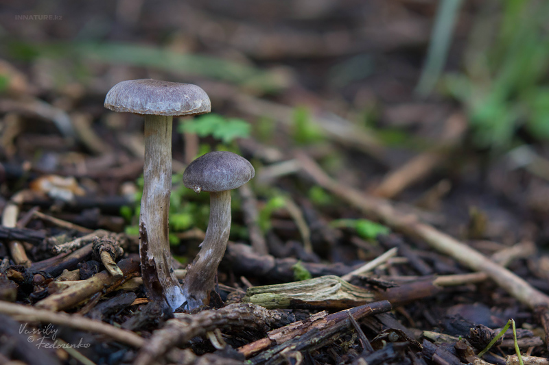 cortinarius-04.jpg