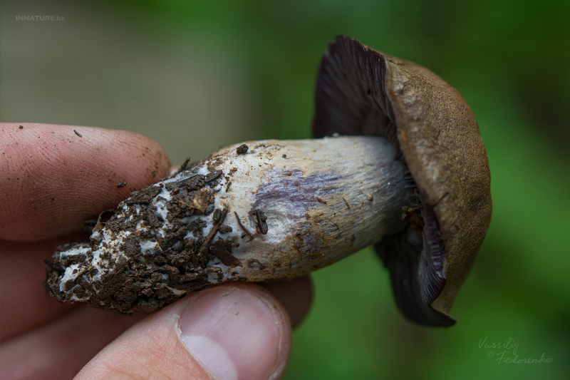 cortinarius-04_2.jpg