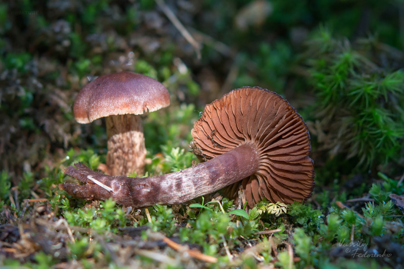 cortinarius-04_4.jpg