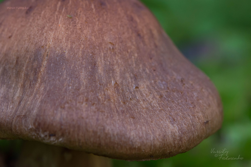 cortinarius-04_5.jpg
