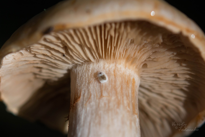cortinarius-04_6.jpg