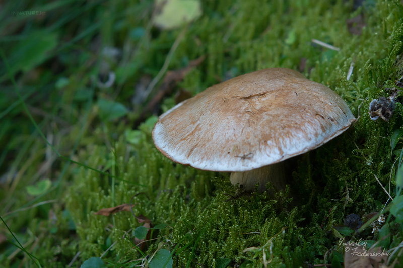 cortinarius-04_8.jpg