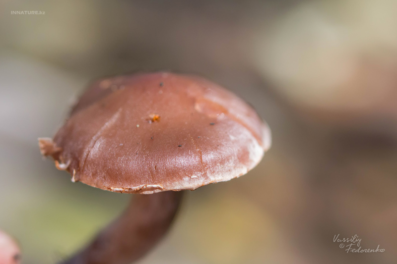 cortinarius-04_9.jpg