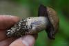cortinarius-04_t1_2.jpg