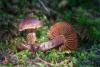 cortinarius-04_t1_4.jpg