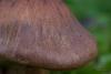 cortinarius-04_t1_5.jpg