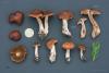 cortinarius-04_t1_7.jpg