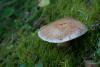 cortinarius-04_t1_8.jpg