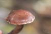 cortinarius-04_t1_9.jpg