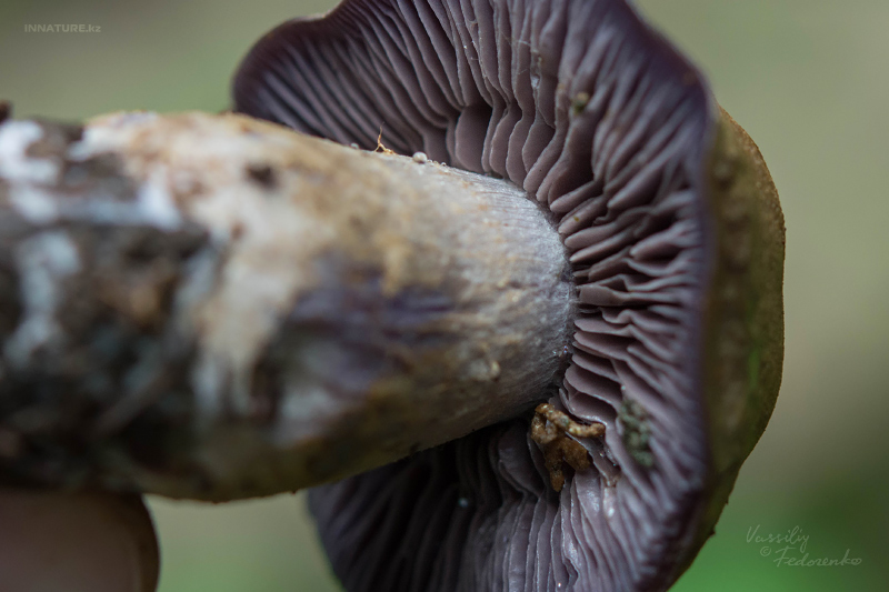 cortinarius-05_2.jpg