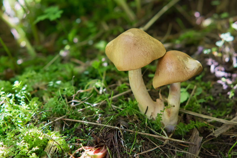 cortinarius-05_3.jpg