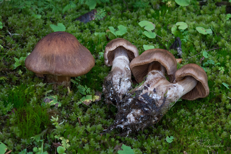 cortinarius-05_5.jpg