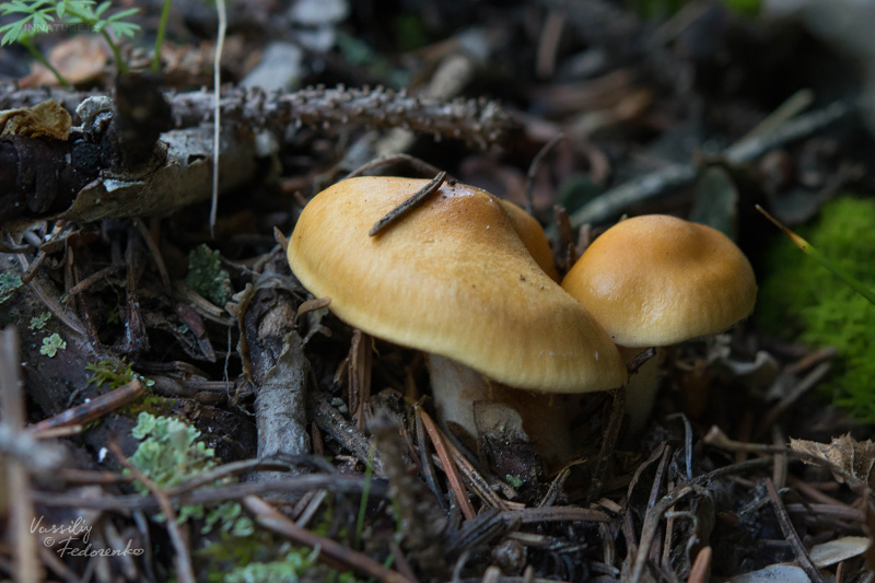 cortinarius-05_6.jpg