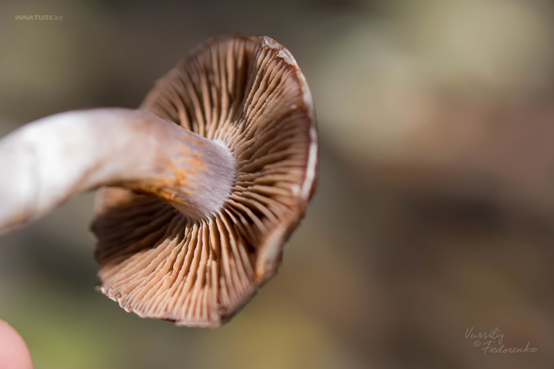 cortinarius-05_9.jpg