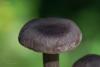 cortinarius-05_t1.jpg