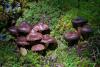 cortinarius-05_t1_4.jpg
