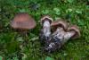 cortinarius-05_t1_5.jpg