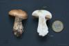 cortinarius-05_t1_8.jpg
