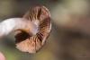 cortinarius-05_t1_9.jpg