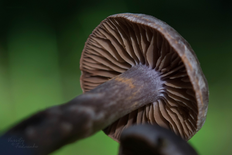 cortinarius-06.jpg