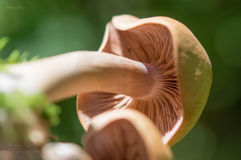cortinarius-06_3.jpg