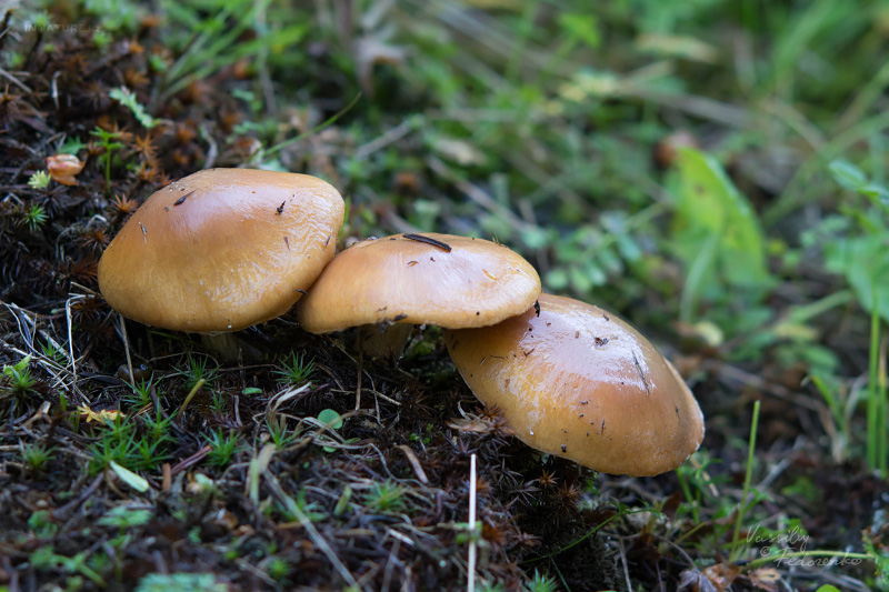 cortinarius-06_4.jpg