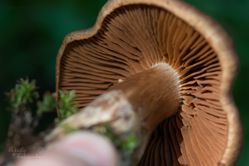 cortinarius-06_5.jpg